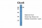 Clcn5 antibody - middle region